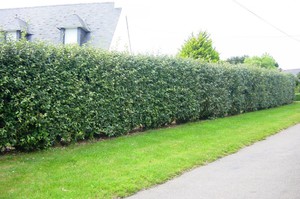 Cotoneaster loistava