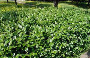 Como a planta cotoneaster é usada