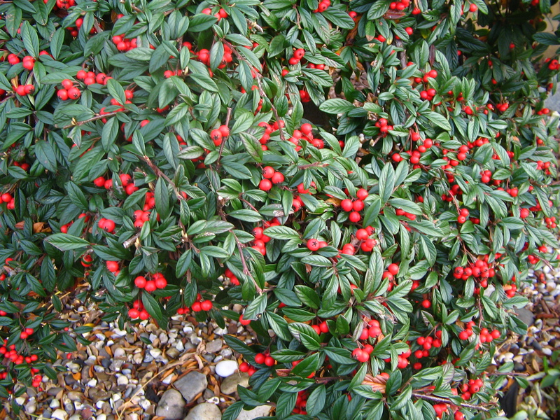 Cotoneaster'ın genç sürgünleri