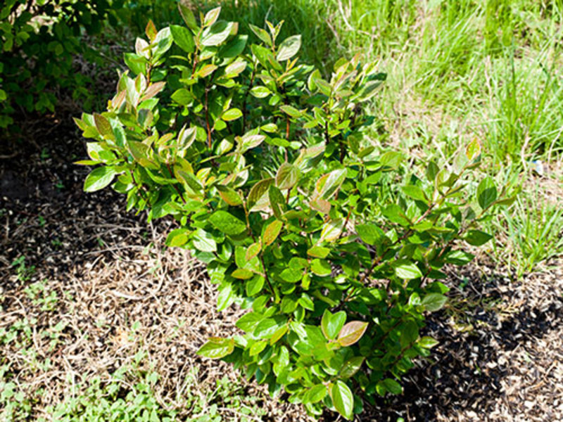 Cotoneaster çit