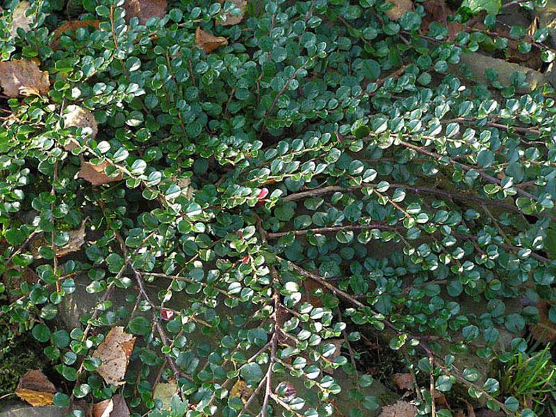 متعدد الصفوف cotoneaster التحوط