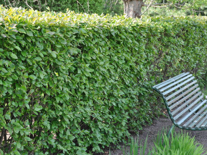 Plantando um cotoneaster em casa