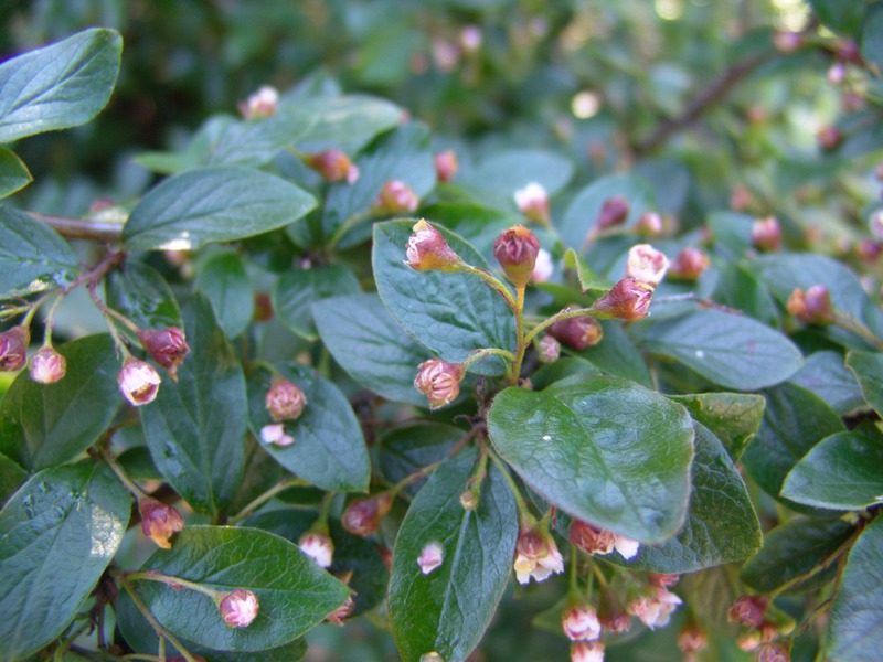 Cotoneaster'ın genellikle ekildiği yer