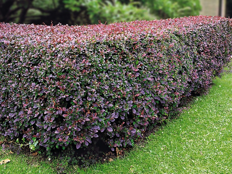 Cotoneaster بجانب السياج