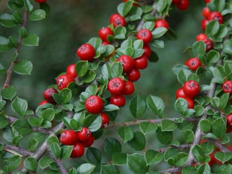 Bir cotoneaster için dikim ve bakım