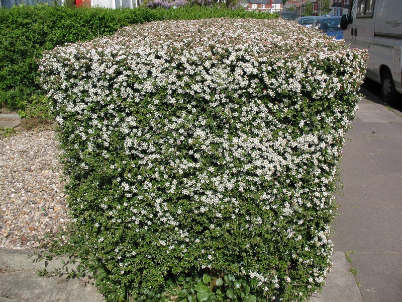 Cotoneaster brillant