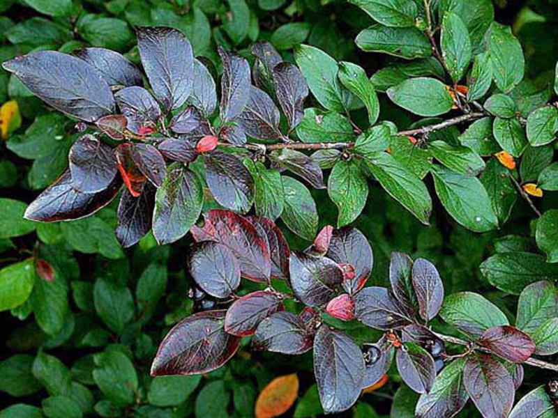 Wie man eine Cotoneaster anbaut