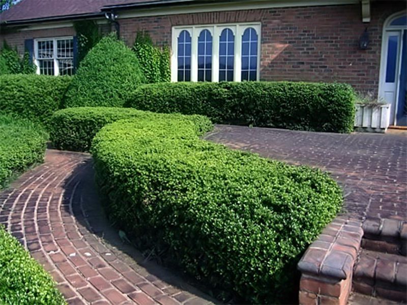 Cotoneasterin istuttaminen ja leikkaaminen