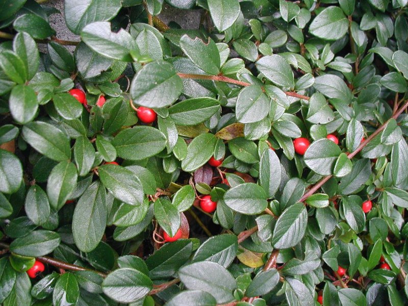 Características da planta