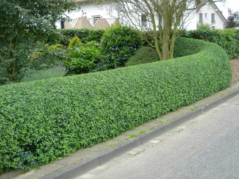 Cotoneaster brilhante