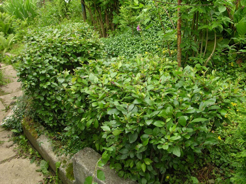 Cotoneaster çeşidinin tanımı