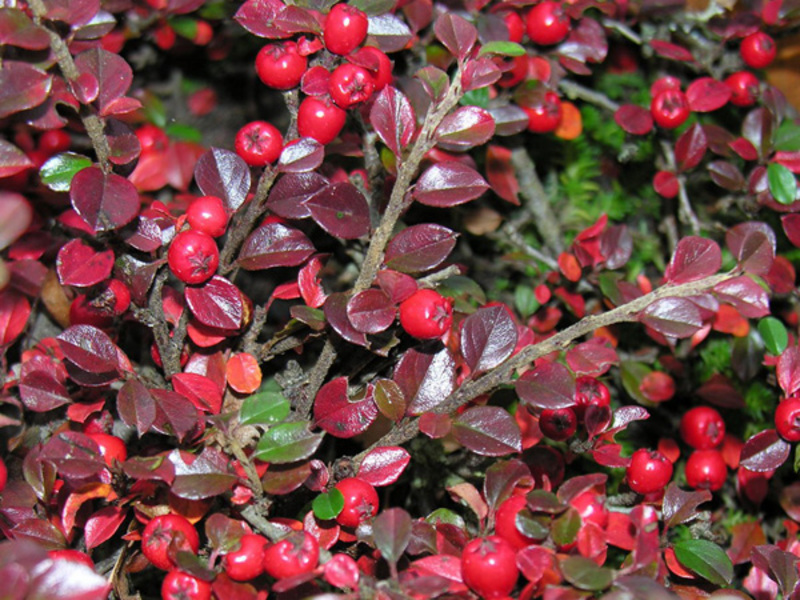 Quais são os tipos de cotoneaster