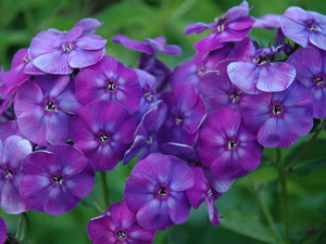 Phlox creciente en el jardín