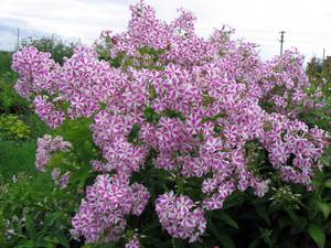 Comment planter du phlox dans la cour