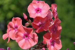 Phlox en el macizo de flores