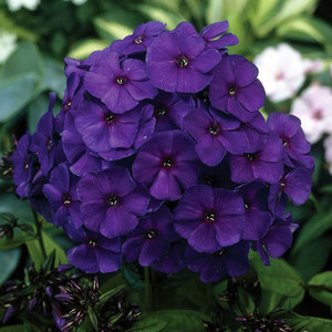 Ποικιλίες phlox