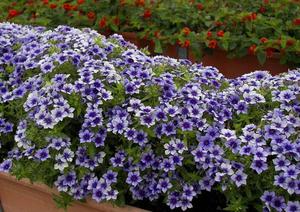 Phlox sprids ut