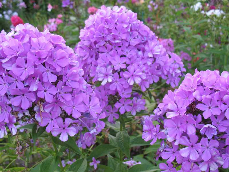 Plantering och vård av flox