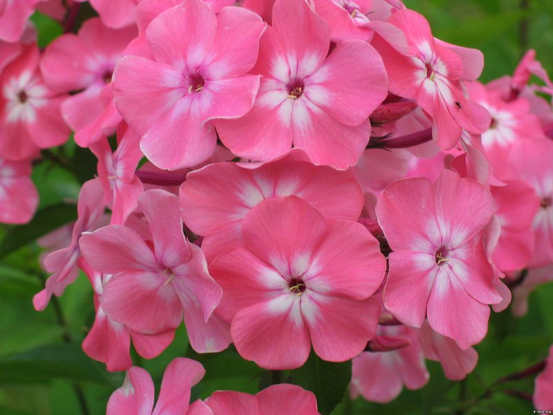 Cómo cuidar el phlox