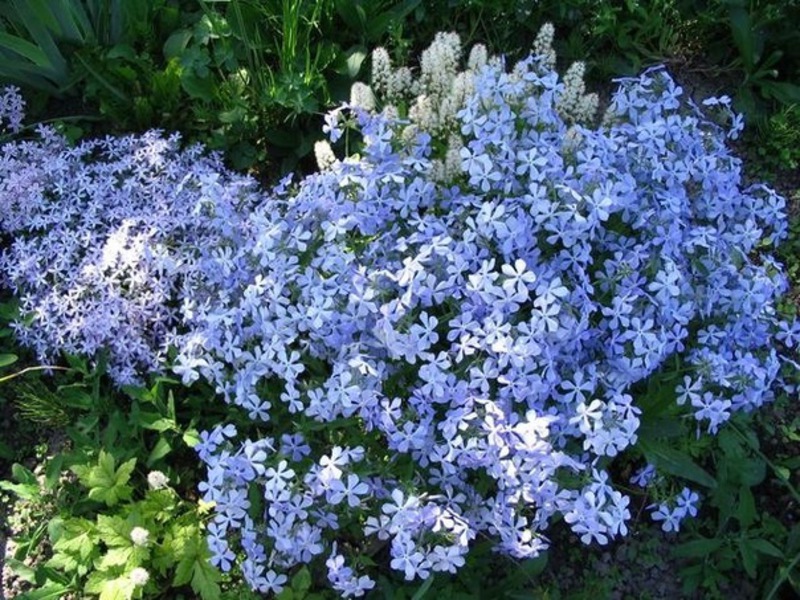 Trvalka phlox