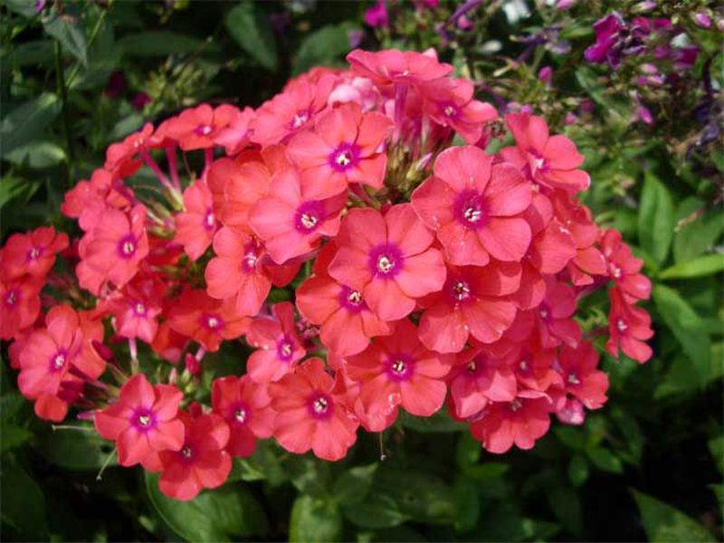 Phlox blomster