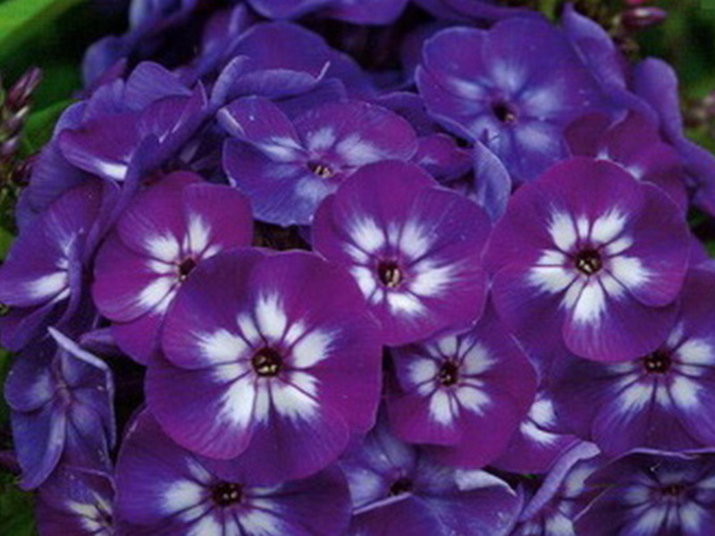 Beskrivelse af phlox-planten