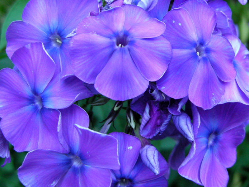 Menggunakan phlox