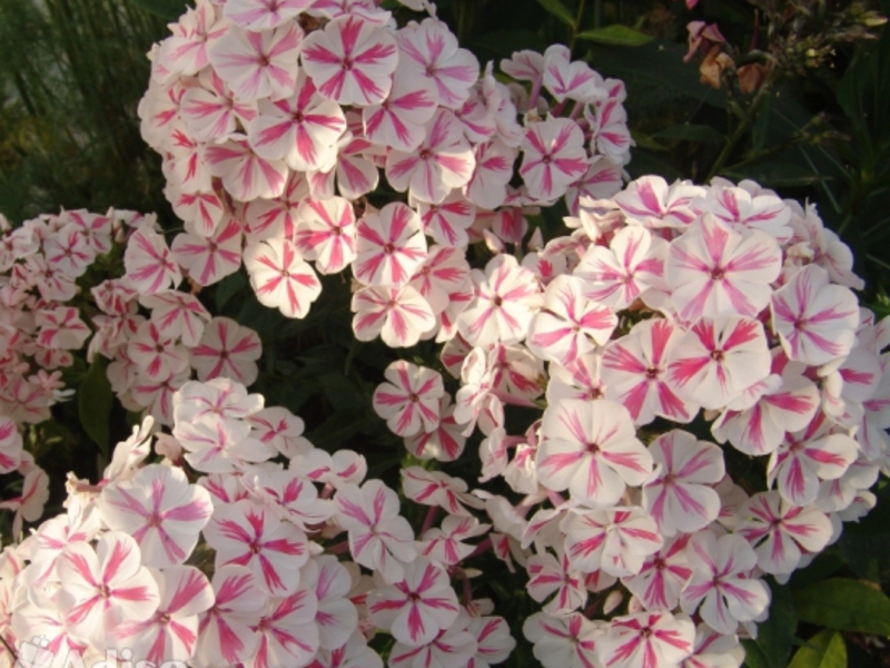 Phlox en fleurs