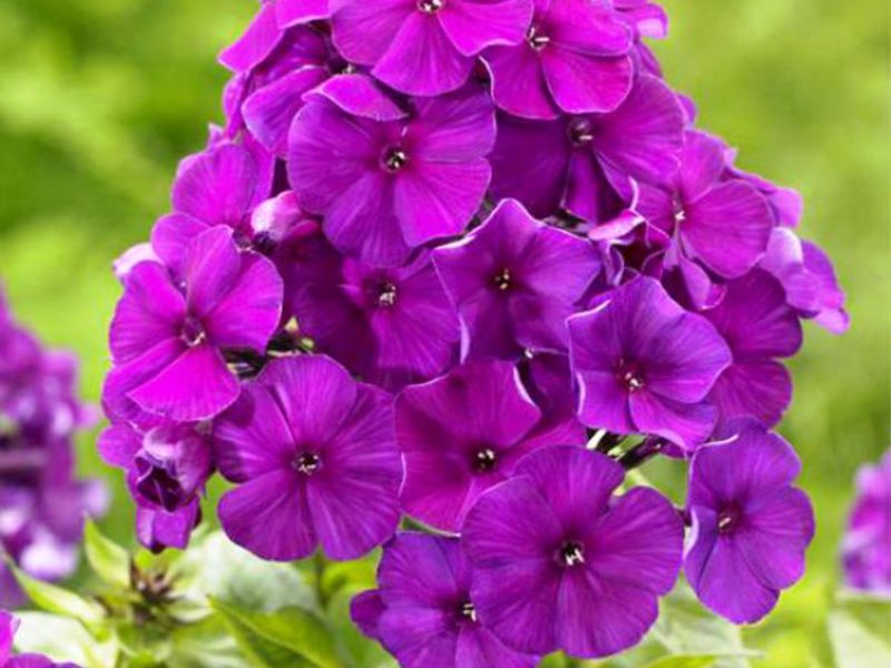 Phlox in the garden