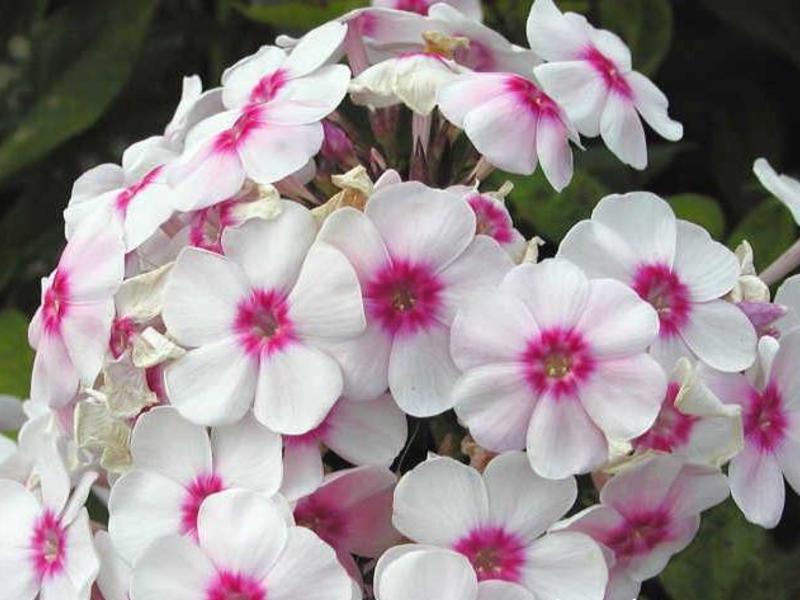 Hoe phlox te planten