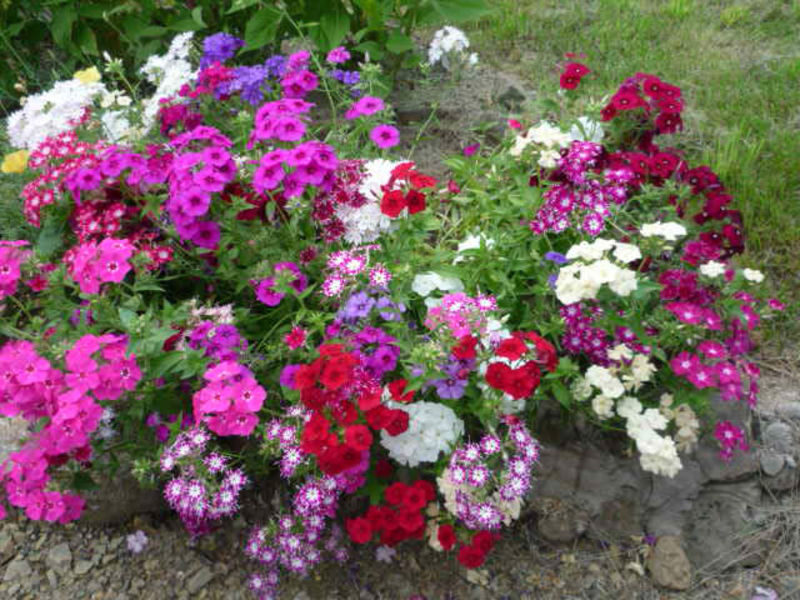 Phlox frøplanter