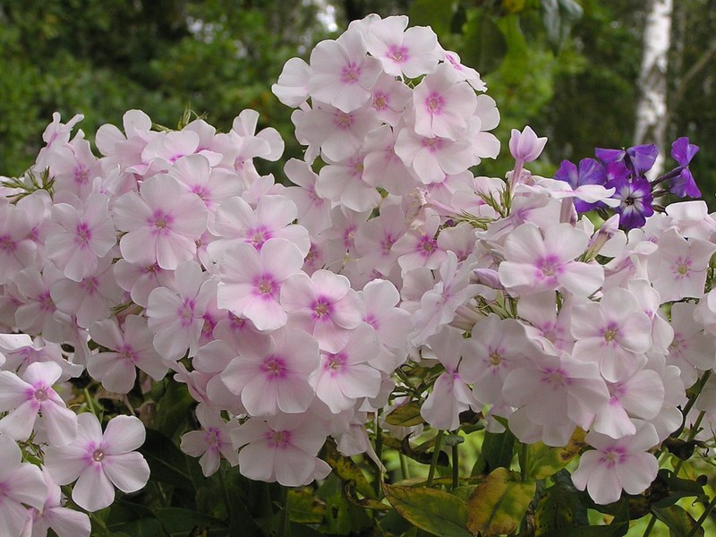 Hvordan phlox vokser