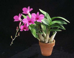 Εσωτερικά λουλούδια Dendrobium