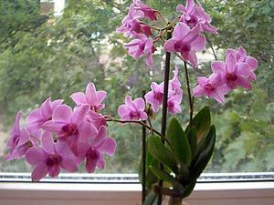 Orchideafajok