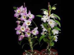 How to transplant an orchid