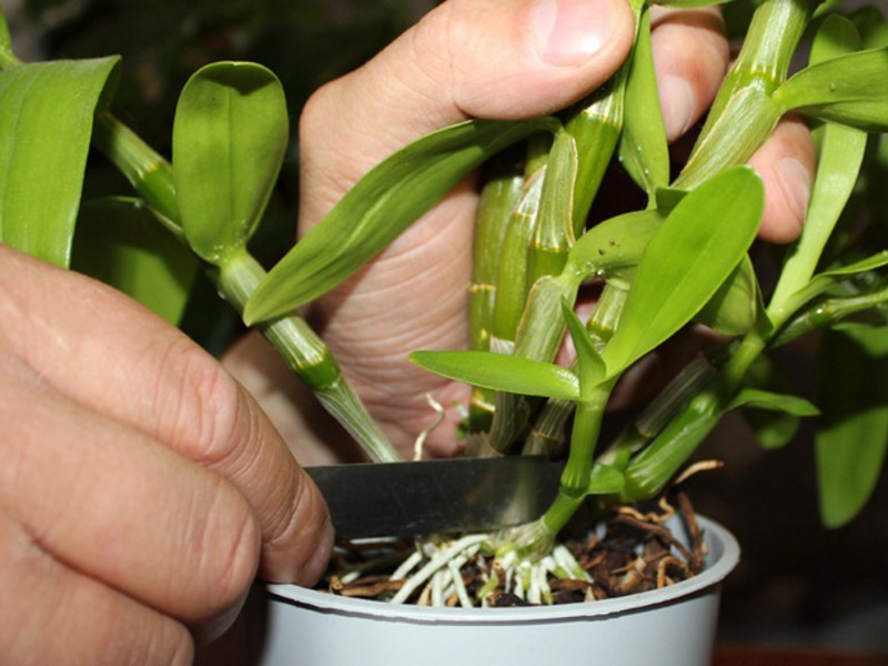 Variedad de orquídeas