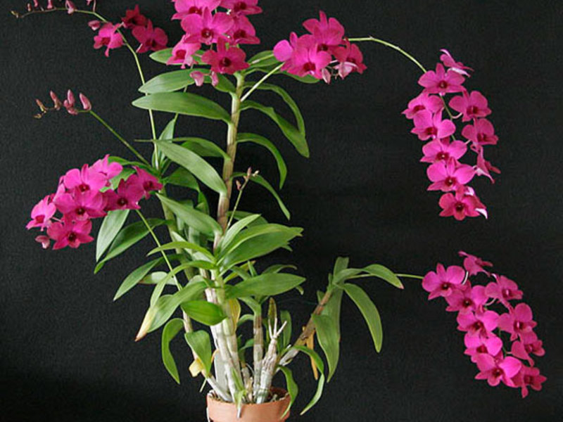 زهور داخلية Dendrobium