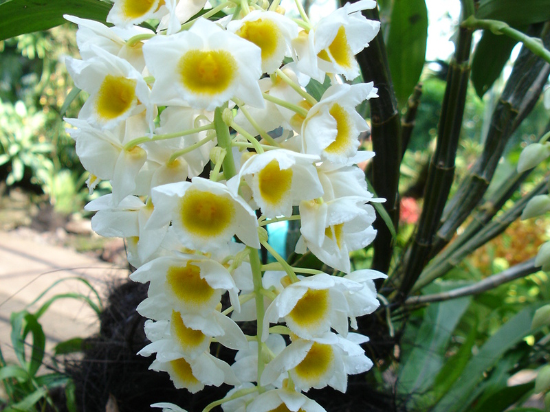 Grau especial de orquídea