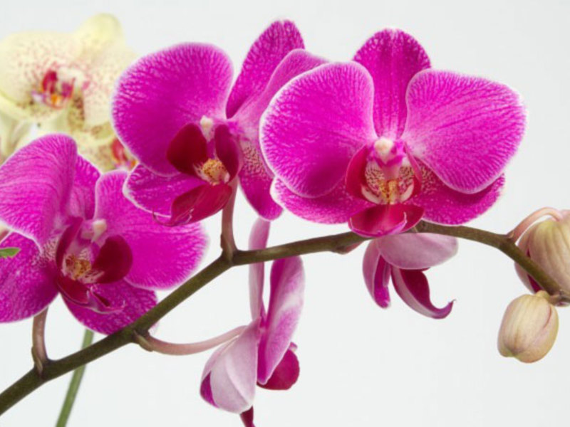 Período de floração da orquídea