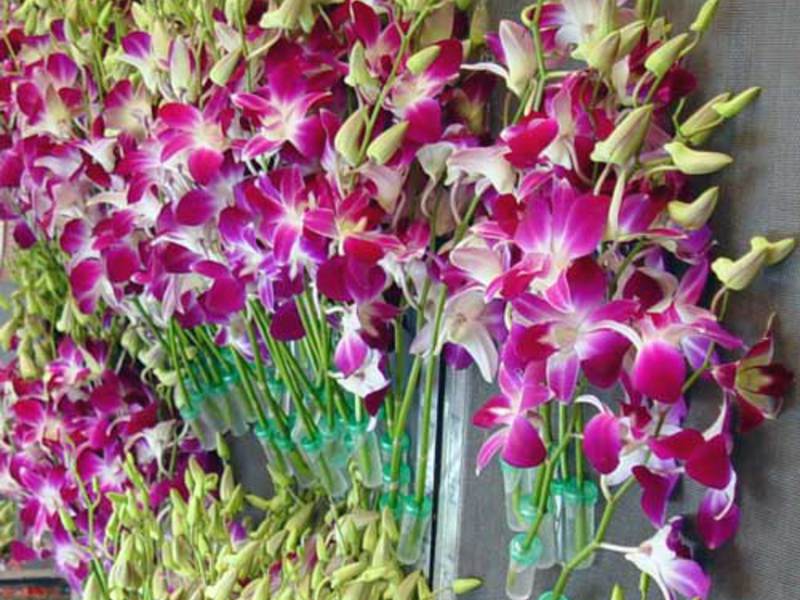 Interiérové ​​kvety Dendrobium