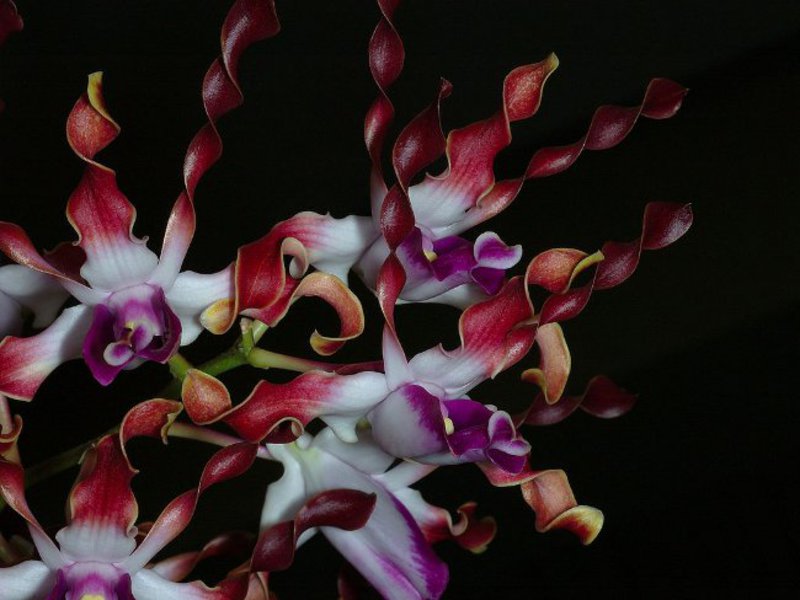 Por quanto tempo uma orquídea floresce