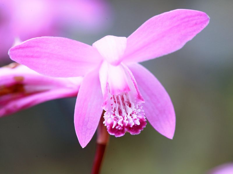 Como cuidar de uma orquídea