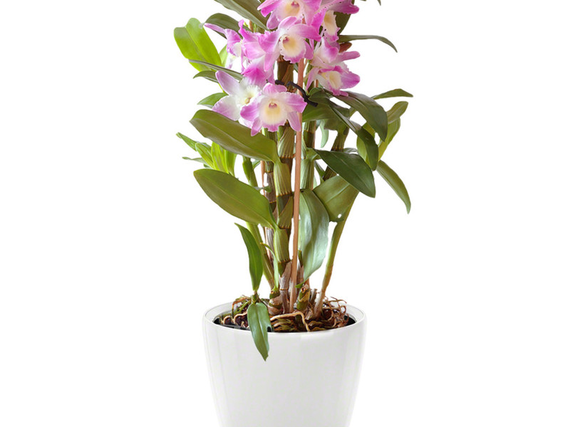 Orchidee domestiche