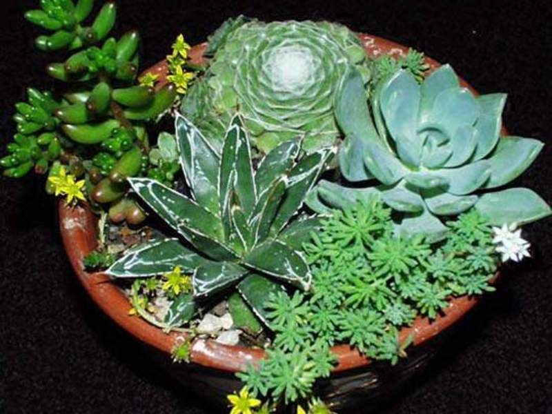 Succulent care