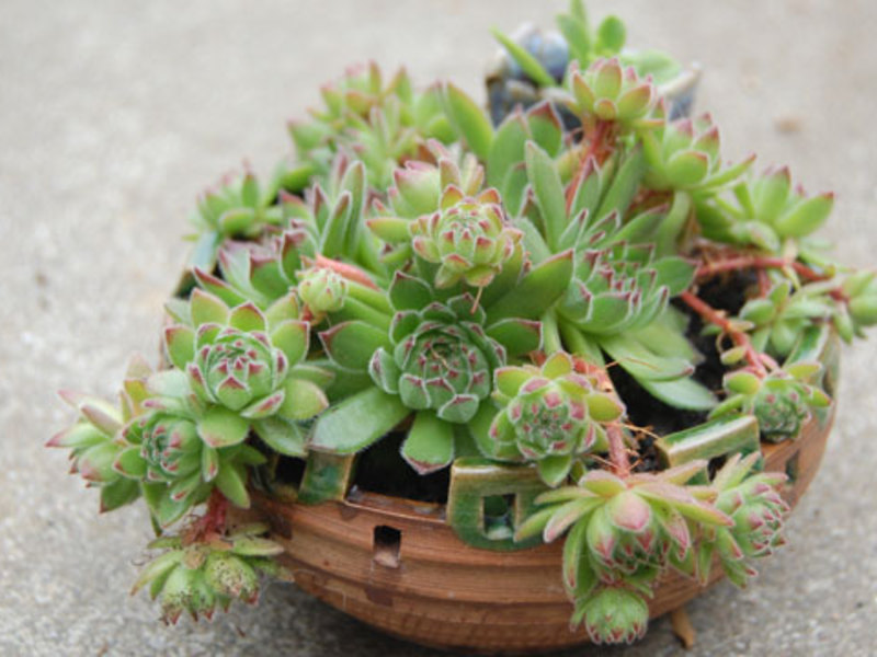 Description of succulent plants