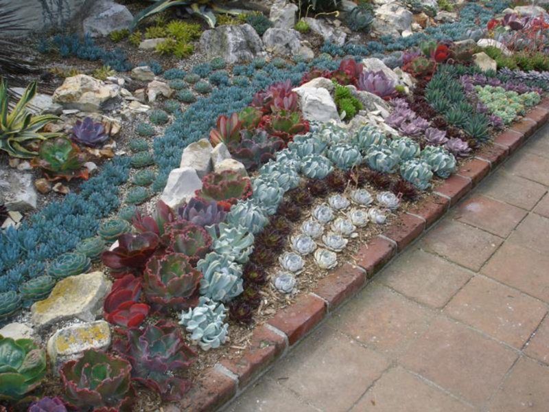 Vetplanten en cactussen passen goed bij alle natuurlijke materialen