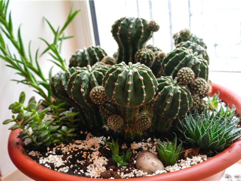 Cura delle piante succulente