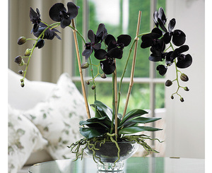 What conditions does a black orchid like