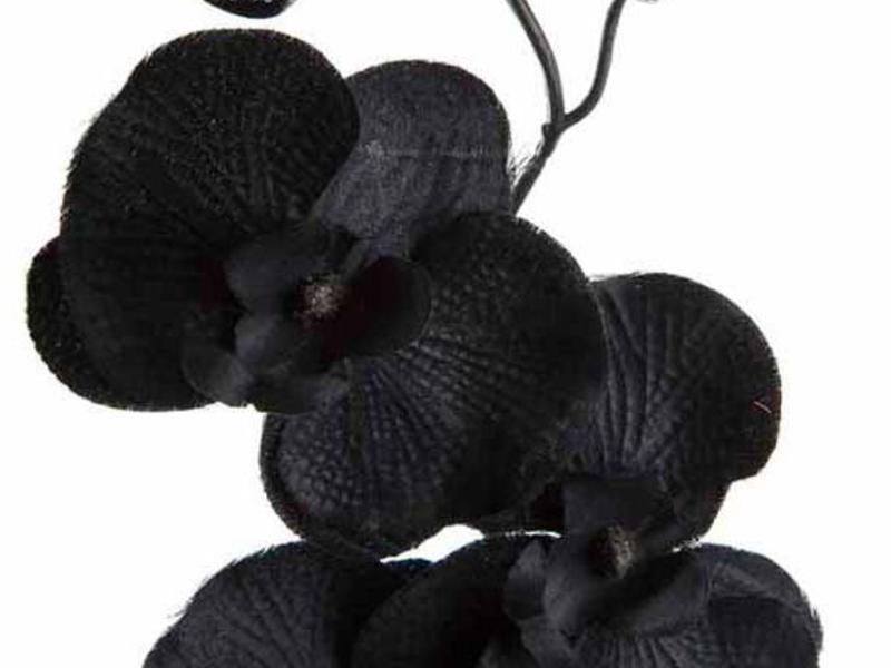 Dark orchid - how to care