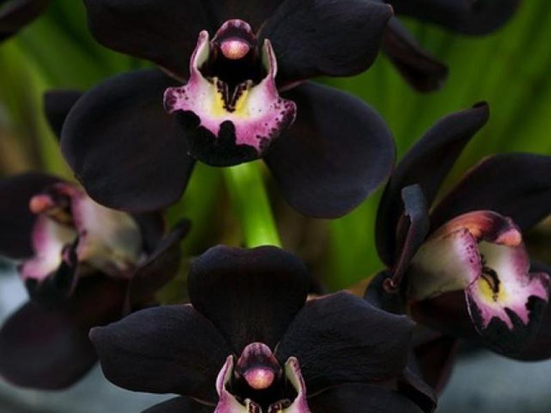 Types d'orchidées noires